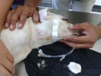 /album/veterinariaelejido/a2012-07-19-19-39-34-jpg/